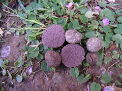 Tuber gennadii