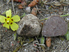 Tuber gennadii