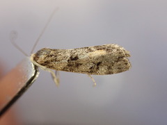 Eudonia submarginalis
