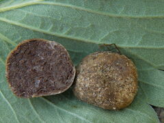 Tuber gennadii