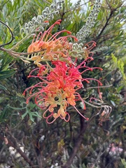 Grevillea bipinnatifida