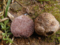 Tuber gennadii
