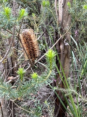 Grevillea bipinnatifida
