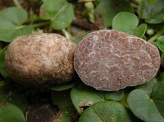 Tuber oligospermum
