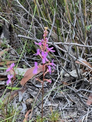 Grevillea bipinnatifida