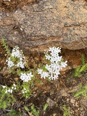 Grevillea bipinnatifida