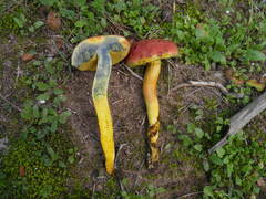Rheubarbariboletus persicolor