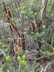 Banksia cunninghamii