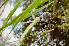 Tropidoderus rhodomus