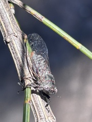 Atrapsalta encaustica