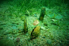 Eubalichthys mosaicus