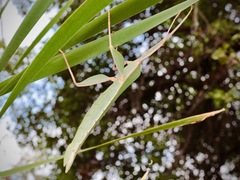 Tropidoderus rhodomus