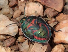 Coleotichus costatus