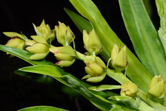 Hibbertia baudouinii