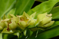 Hibbertia baudouinii