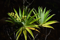 Hibbertia baudouinii