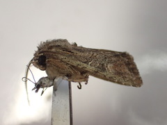 Ichneutica mutans
