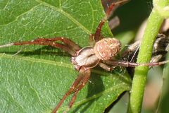 Pararaneus perforatus