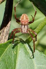 Pararaneus perforatus