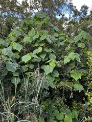 Dombeya burgessiae