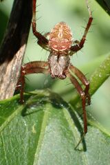 Pararaneus perforatus