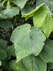 Dombeya burgessiae