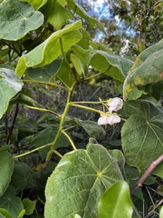 Dombeya burgessiae
