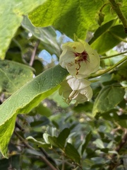 Dombeya burgessiae