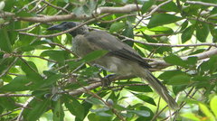 Philemon buceroides