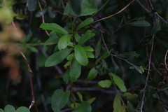 Alectryon diversifolius