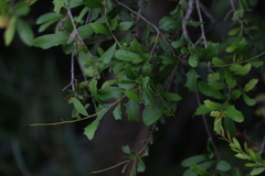 Alectryon diversifolius