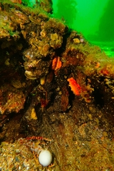 Mimachlamys asperrima