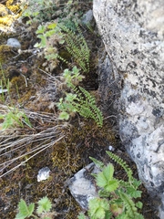 Potentilla asperrima