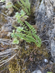 Potentilla asperrima