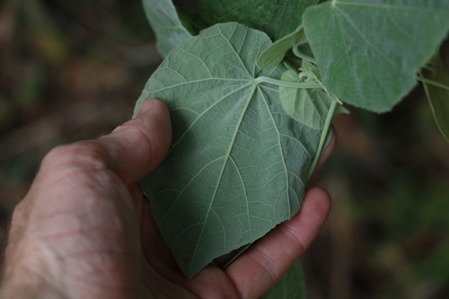 Image of Abutilon auritum by (c) Greg Tasney, some rights reserved (CC BY-SA)