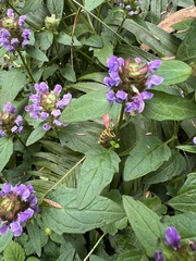 Ajuga australis