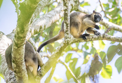 Dendrolagus lumholtzi