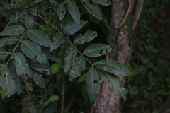 Flindersia australis