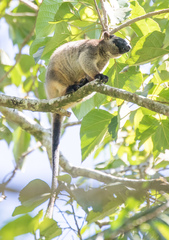 Dendrolagus lumholtzi