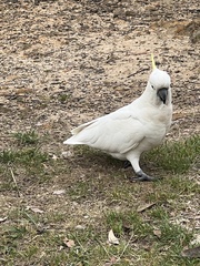 Cacatua galerita galerita