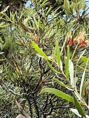 Lambertia formosa
