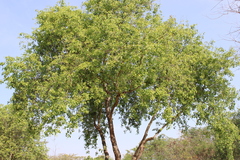 Dalbergia sissoo