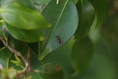 Opisthopsis rufithorax