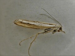 Orocrambus
