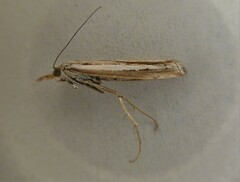 Orocrambus