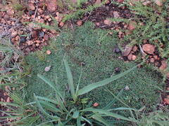 Helichrysum caespititium