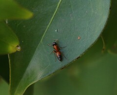 Opisthopsis rufithorax