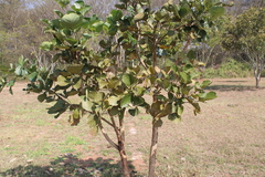 Butea monosperma
