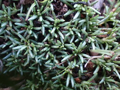 Helichrysum caespititium