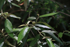 Croton stigmatosus